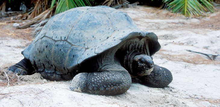 Seychellerne kæmpe skildpadde