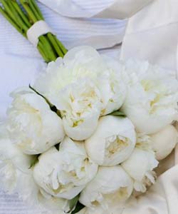 brudebuket hvide bonderoser 