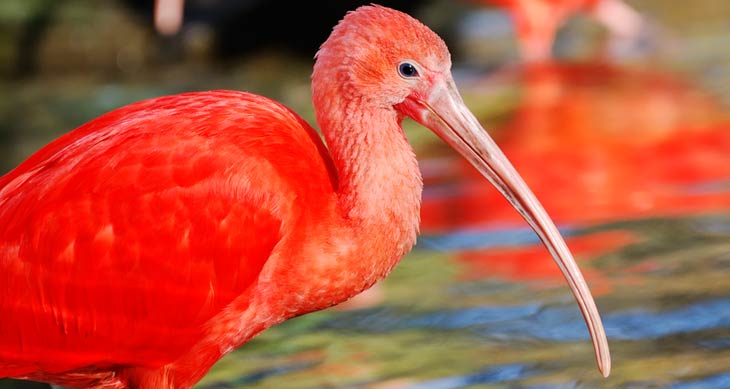 rød ibis